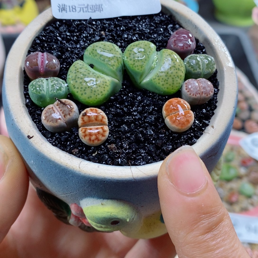 生石花花花花花花花942