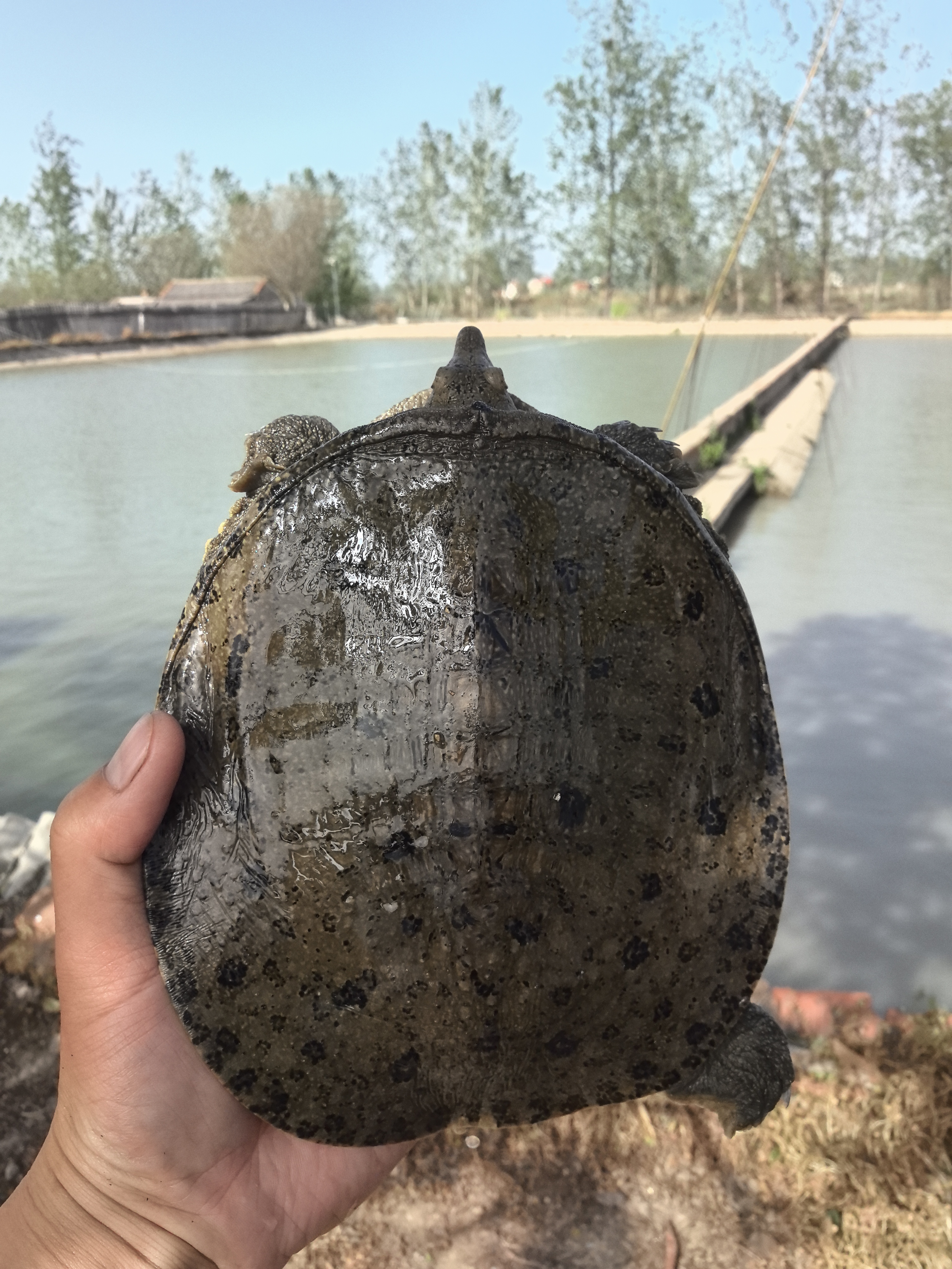 外塘生态黑公鱼，年份老鱼！