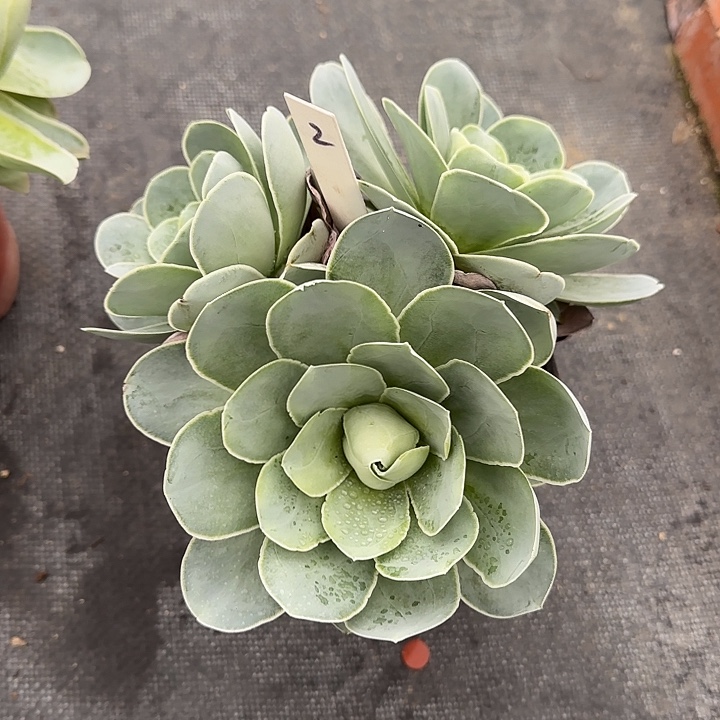 山地玫瑰一物一拍，脱土发，2号，不包断侧芽孢子