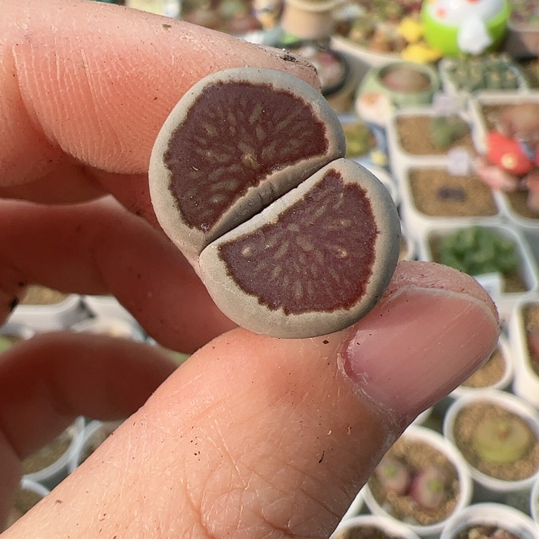 【闪购商品】169 ji品红窗菊