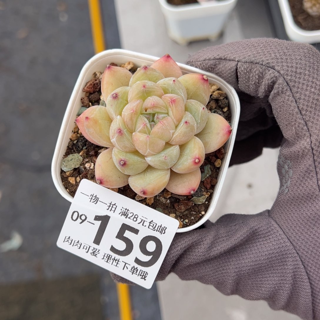 璇玑多肉多肉多肉多肉