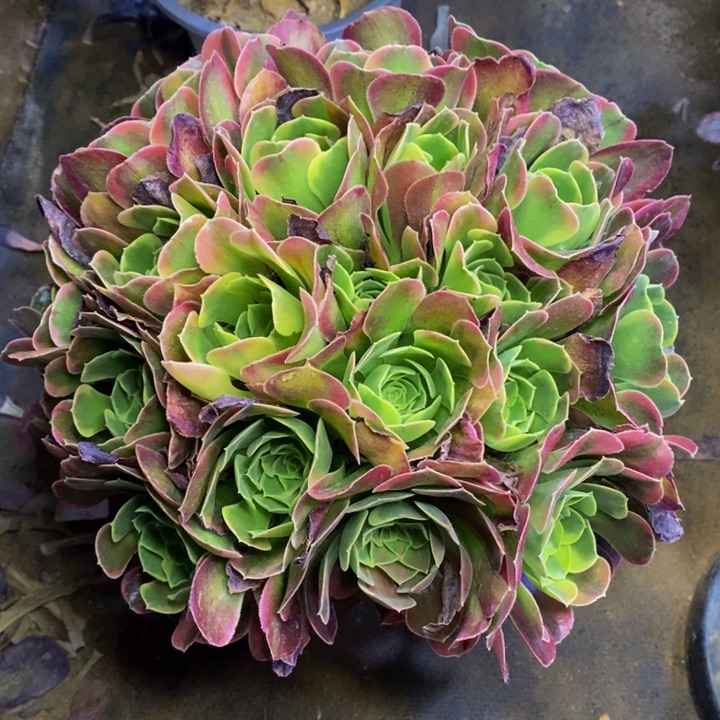 特斯拉多肉断头不包1316