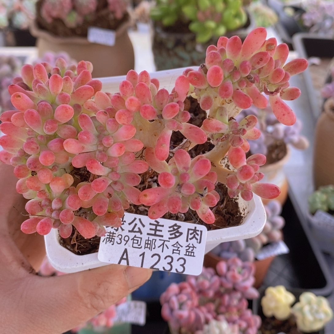 乙女心缀10cm1233多肉