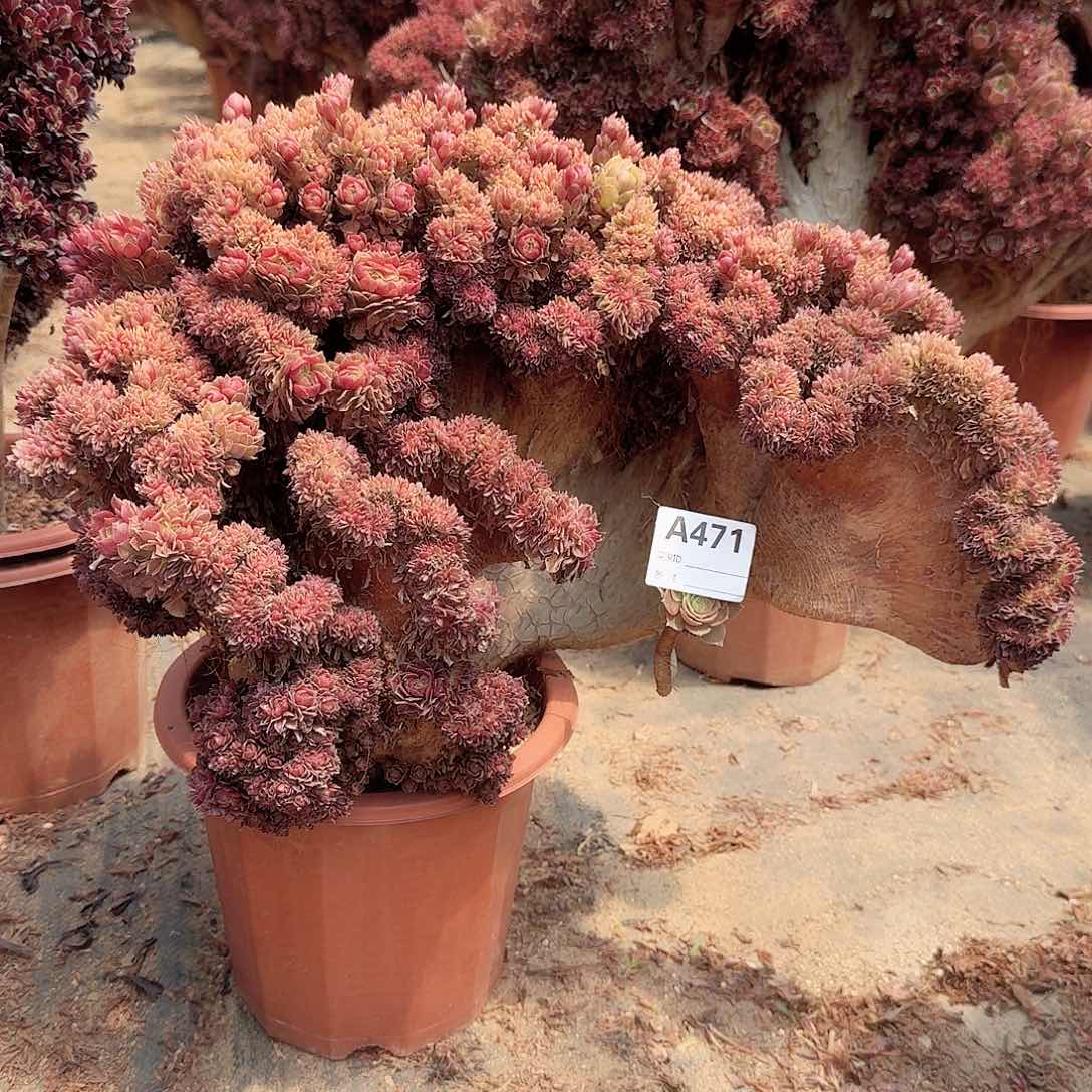 471万缀朵朵一颗呀呀