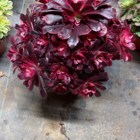 芳*多肉植物美杜莎锦。