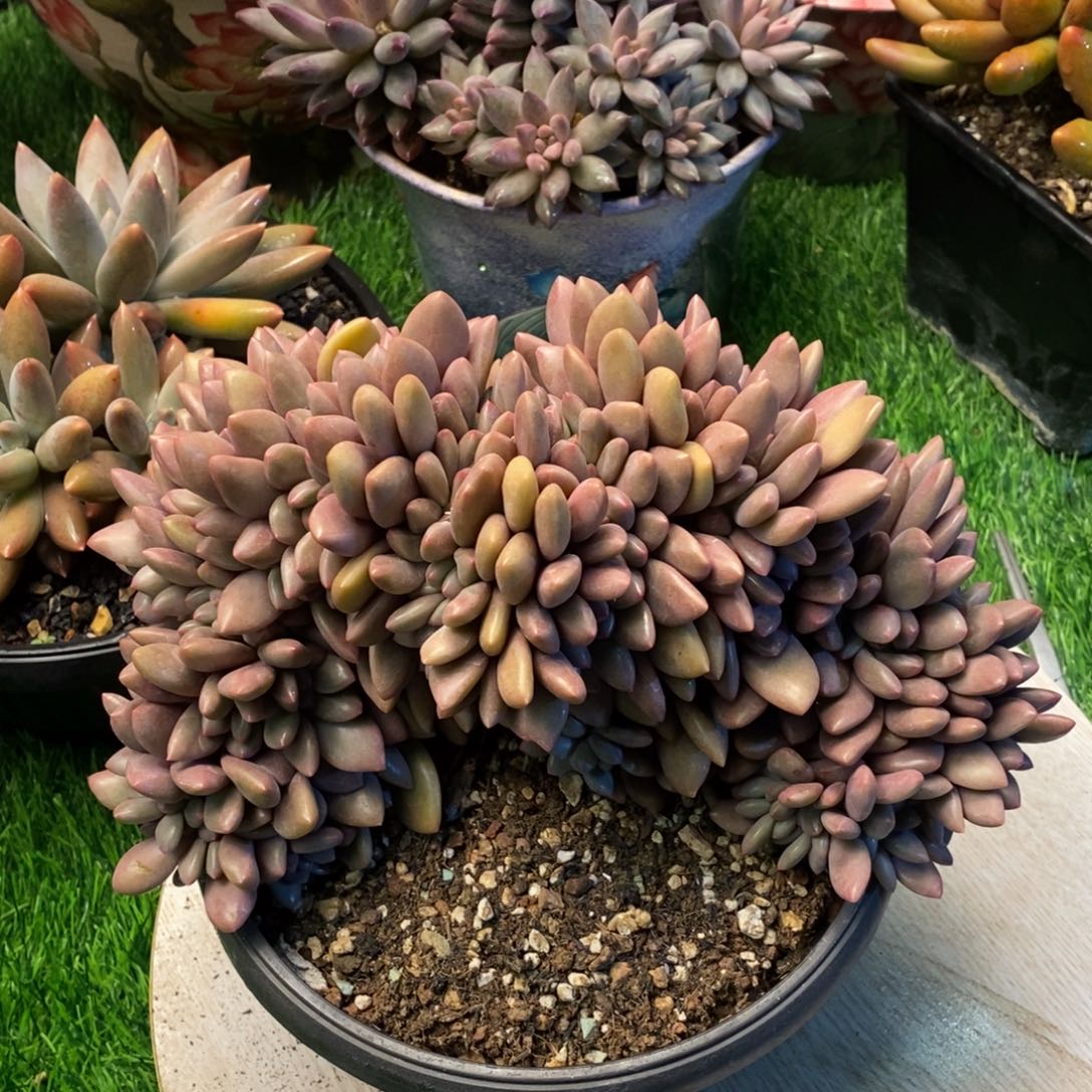 桃花源缀化多肉植物
