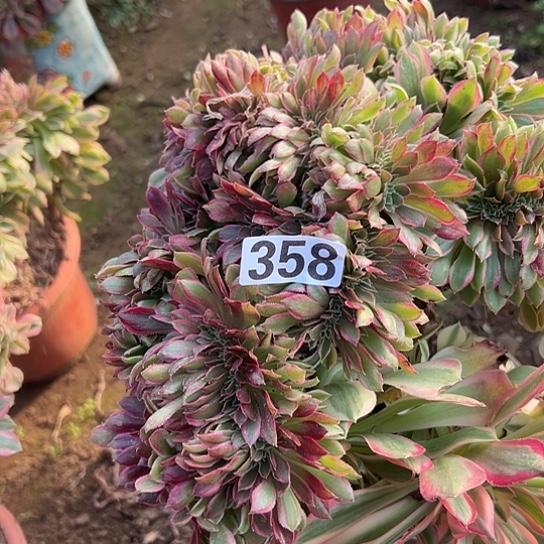 用***4多肉植物一个女神358