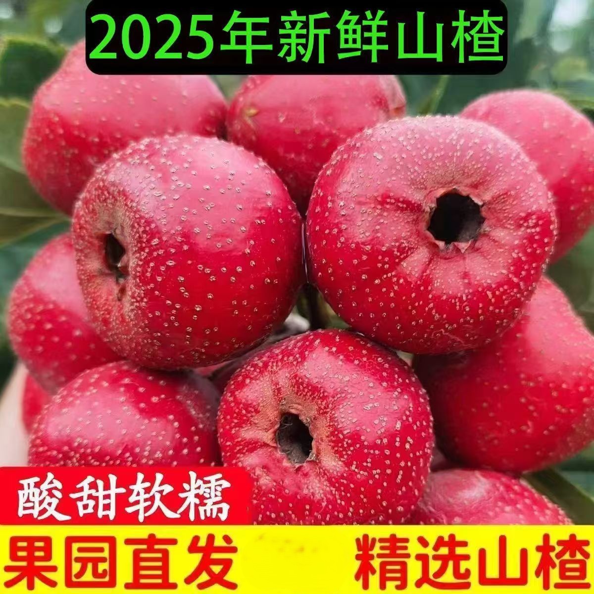 沂蒙山新鲜山楂大金星山楂山里红果子映山红果大五棱水果糖葫芦