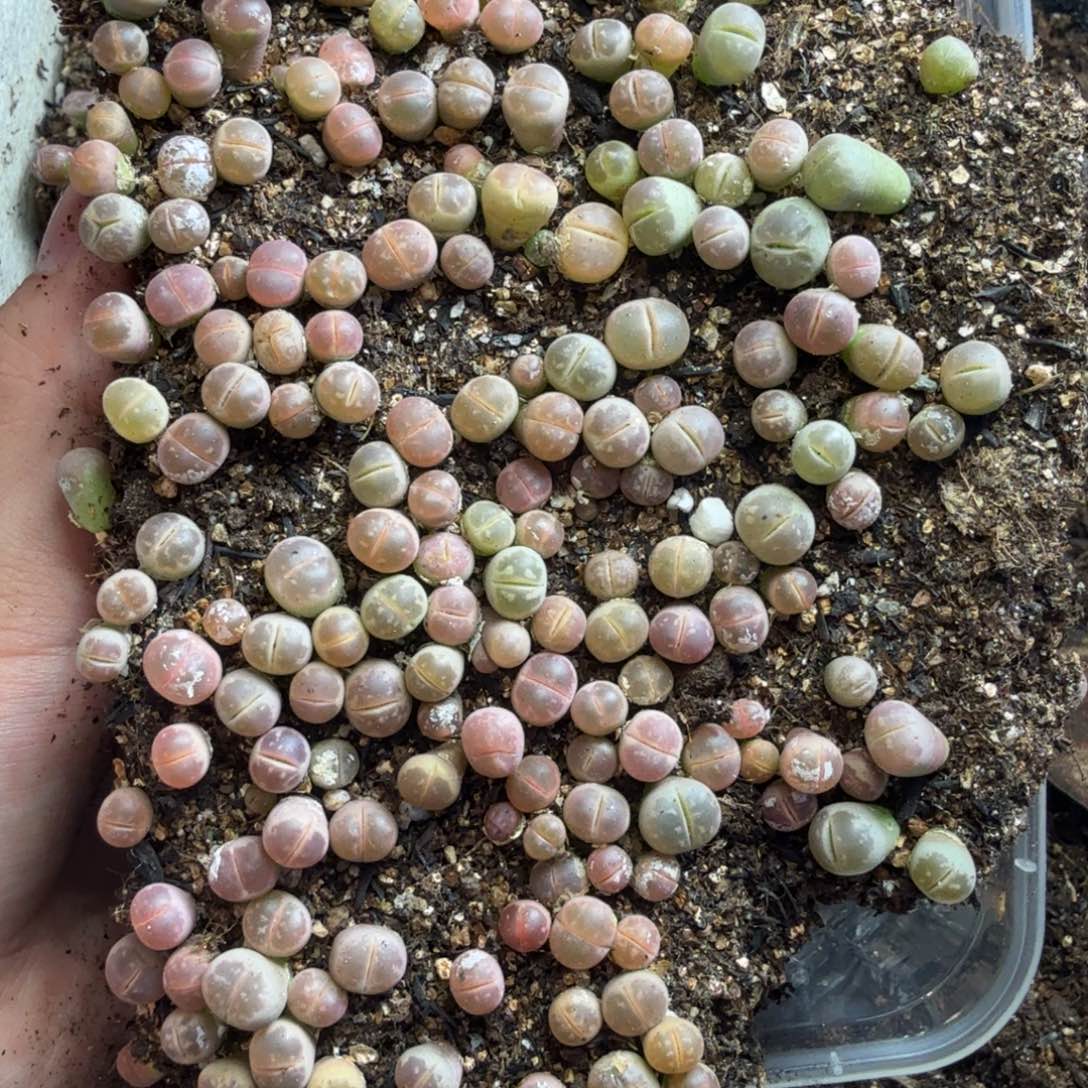 多肉植物的生长发育4