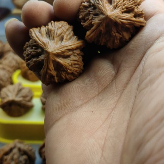 木质玉龙粗筋三棱核桃