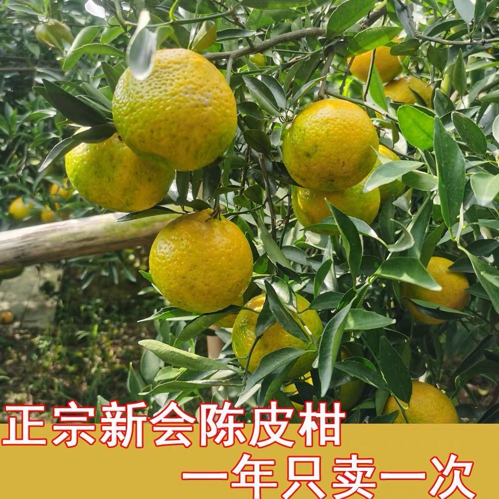 2025年新会陈皮新鲜茶枝柑橘大青柑鲜果二红大红皮干圈枝正宗特产