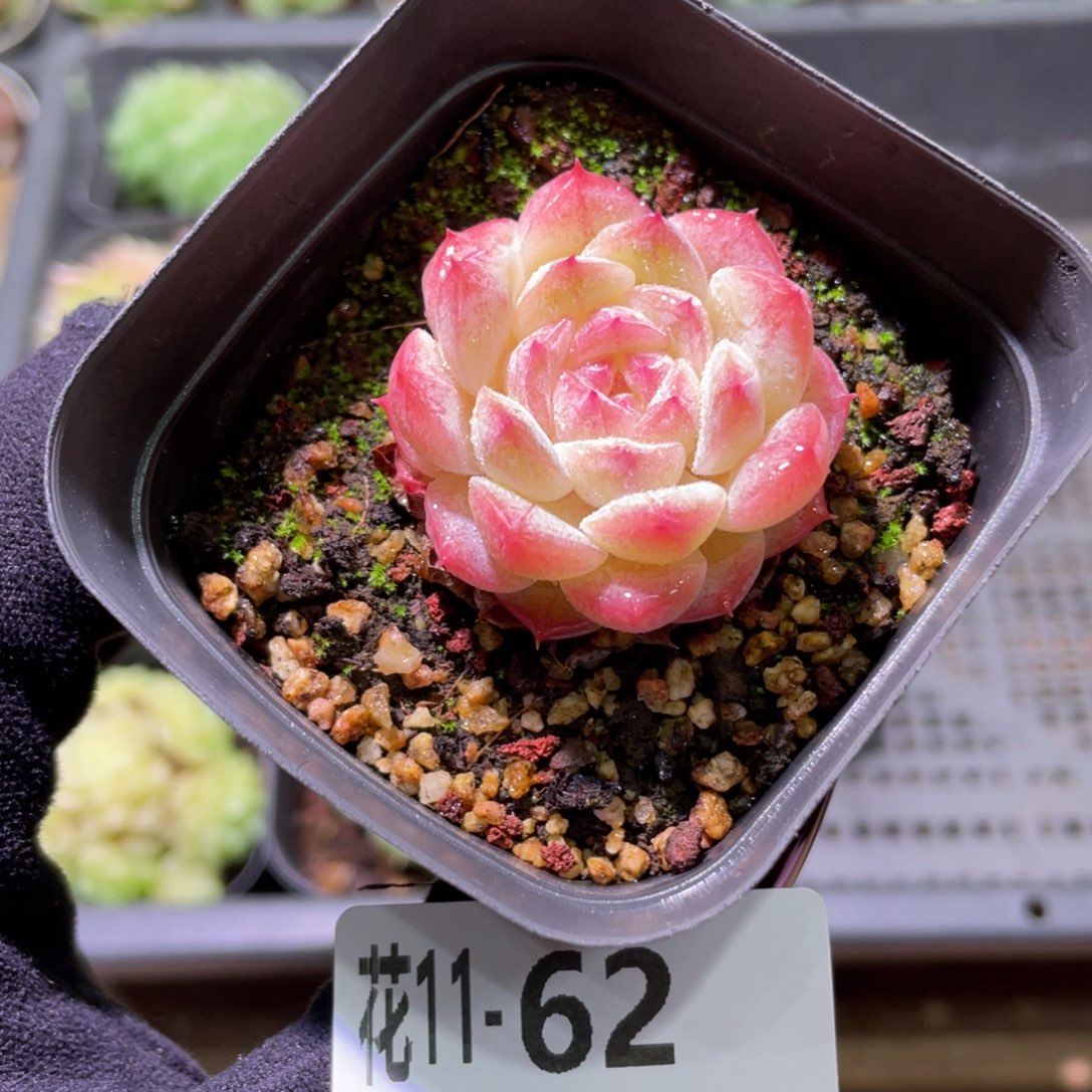 花利美11-62白桃汽水