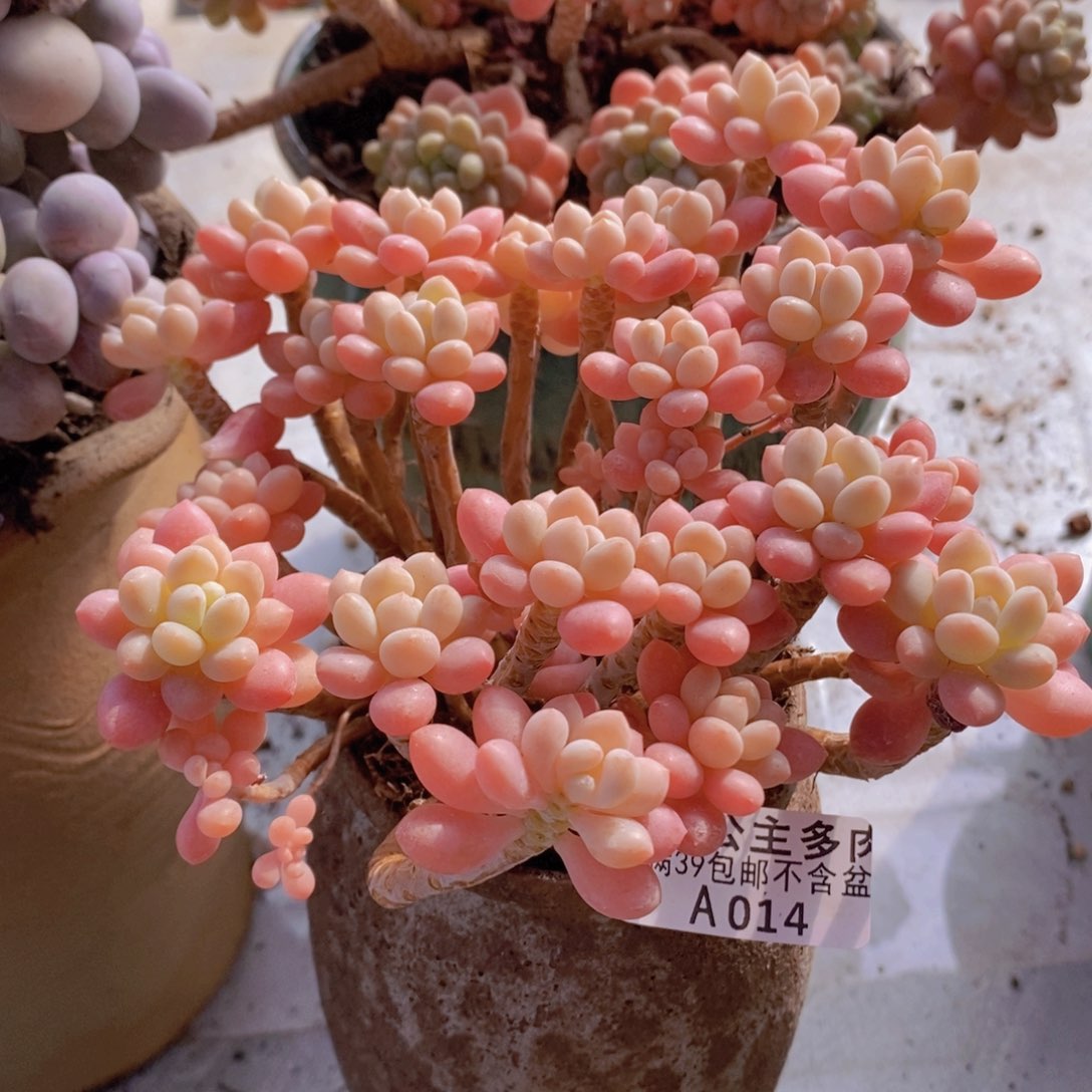 冰淇淋鱼子酱老桩13cm014多肉植物