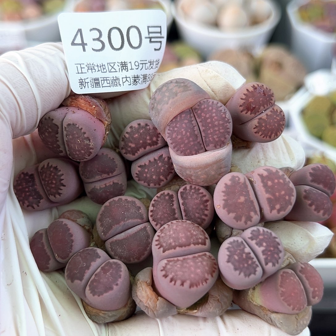 4300紫李部分腿长共15个特价