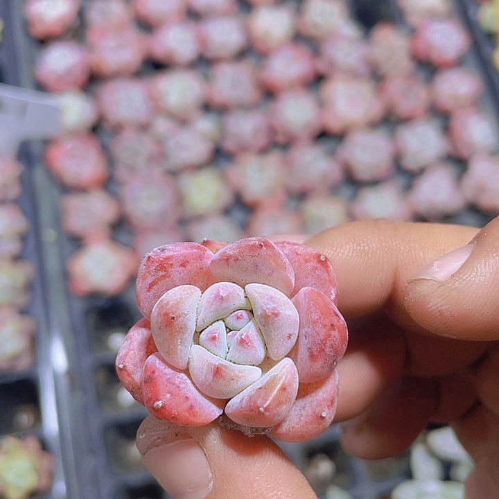 草莓冰沙【满10颗包邮】