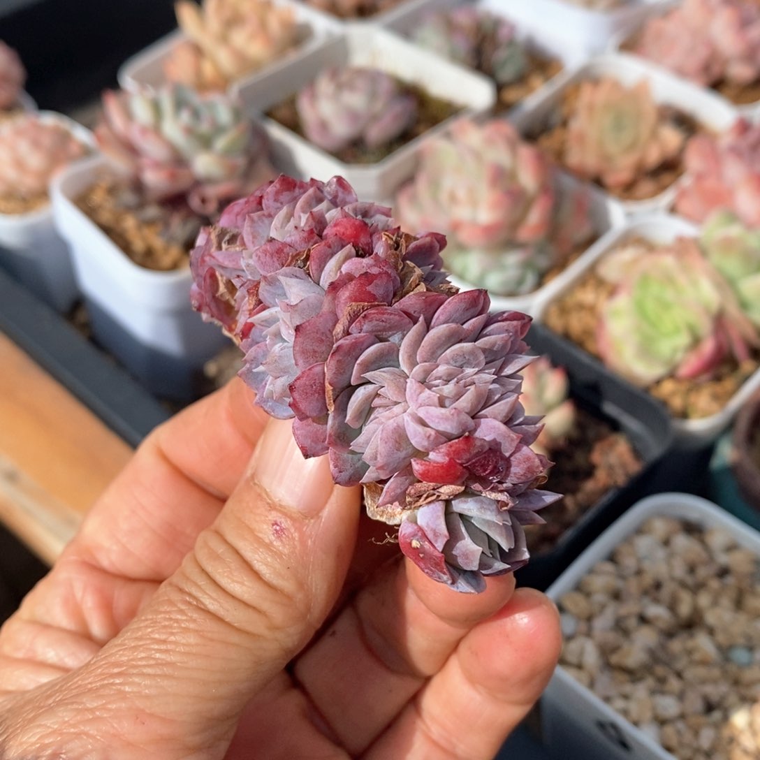 精品多肉一物一拍不包整115