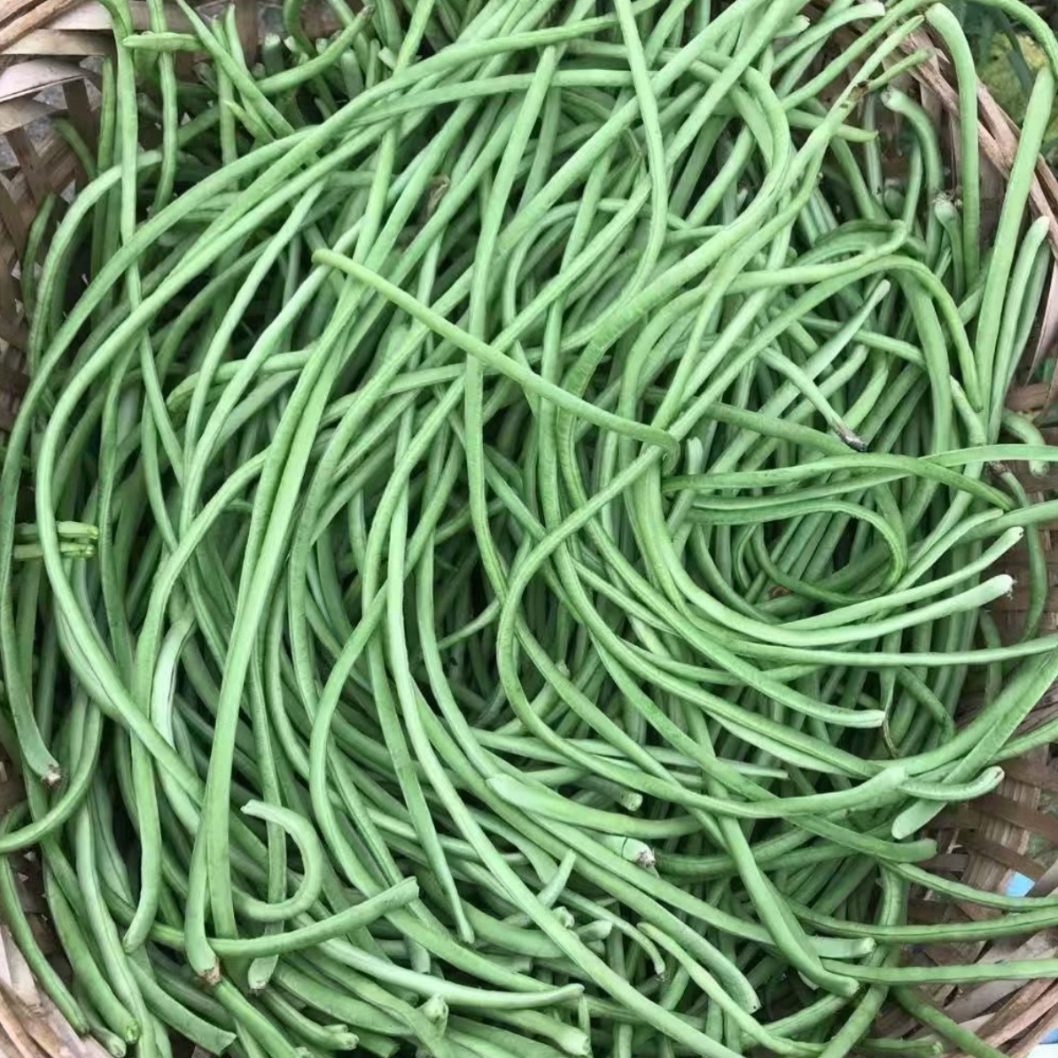 福建农家现摘家常菜新鲜红豇豆绿长豆角当季蔬菜豇豆角卷卷泼水