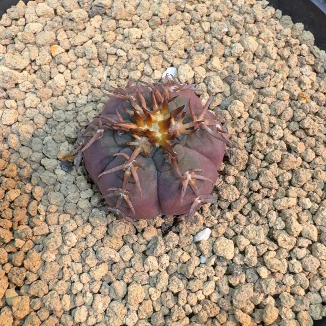 仙人球紫皮猫爪实生