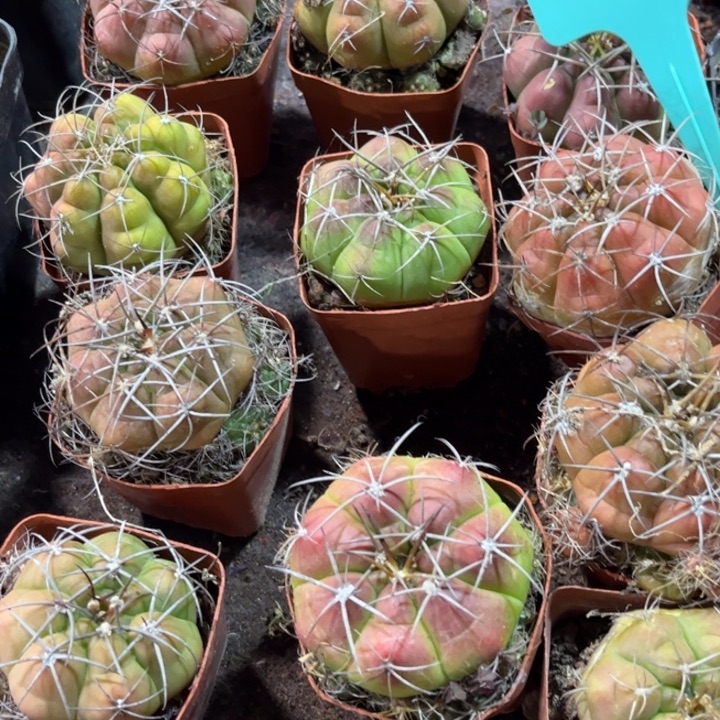 二个实生良宽好养皮实