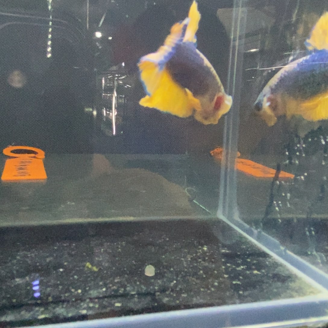 斗鱼包活不包损所见即所得132