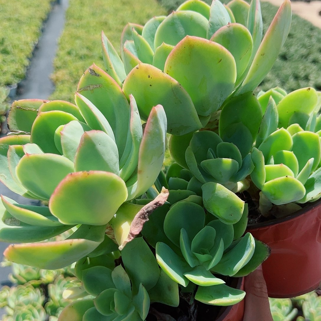 2盆骑兵碧桃 单头带多崽