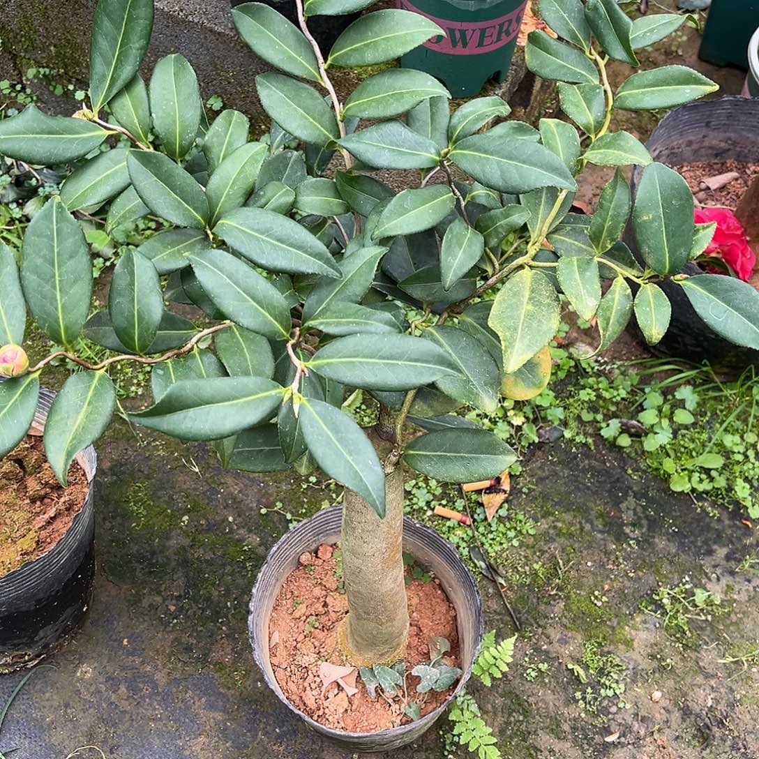 完全开放九拐十八弯