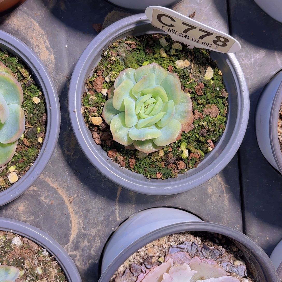 C778泡泡纱裙一物一拍