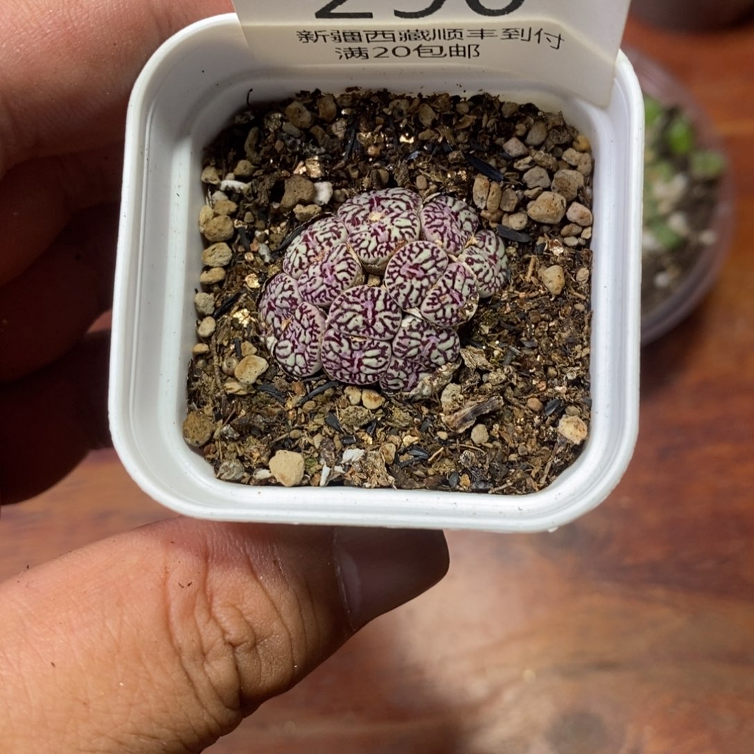 多肉蛋炒饭0000290