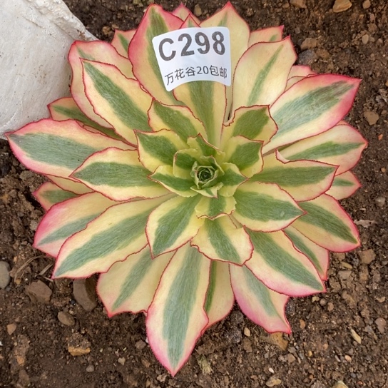 298魅影多肉植物