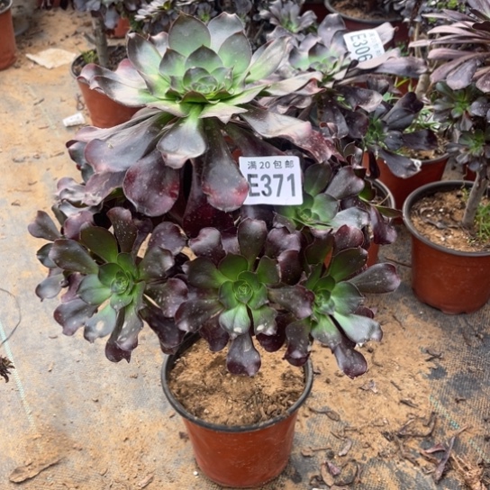 371巫毒法师不包断枝