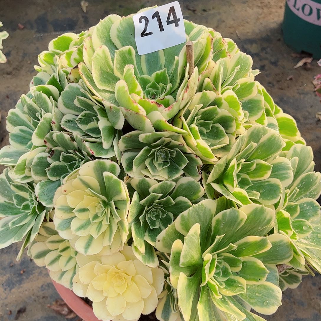 无花朵霸***字多肉植物214