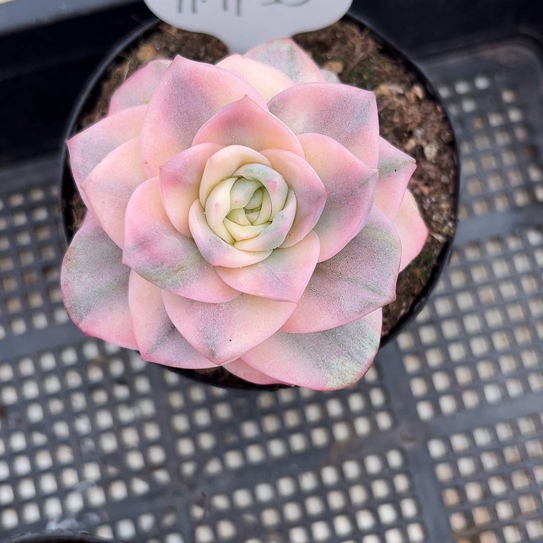 云***轻1119-53优选可爱玫瑰锦