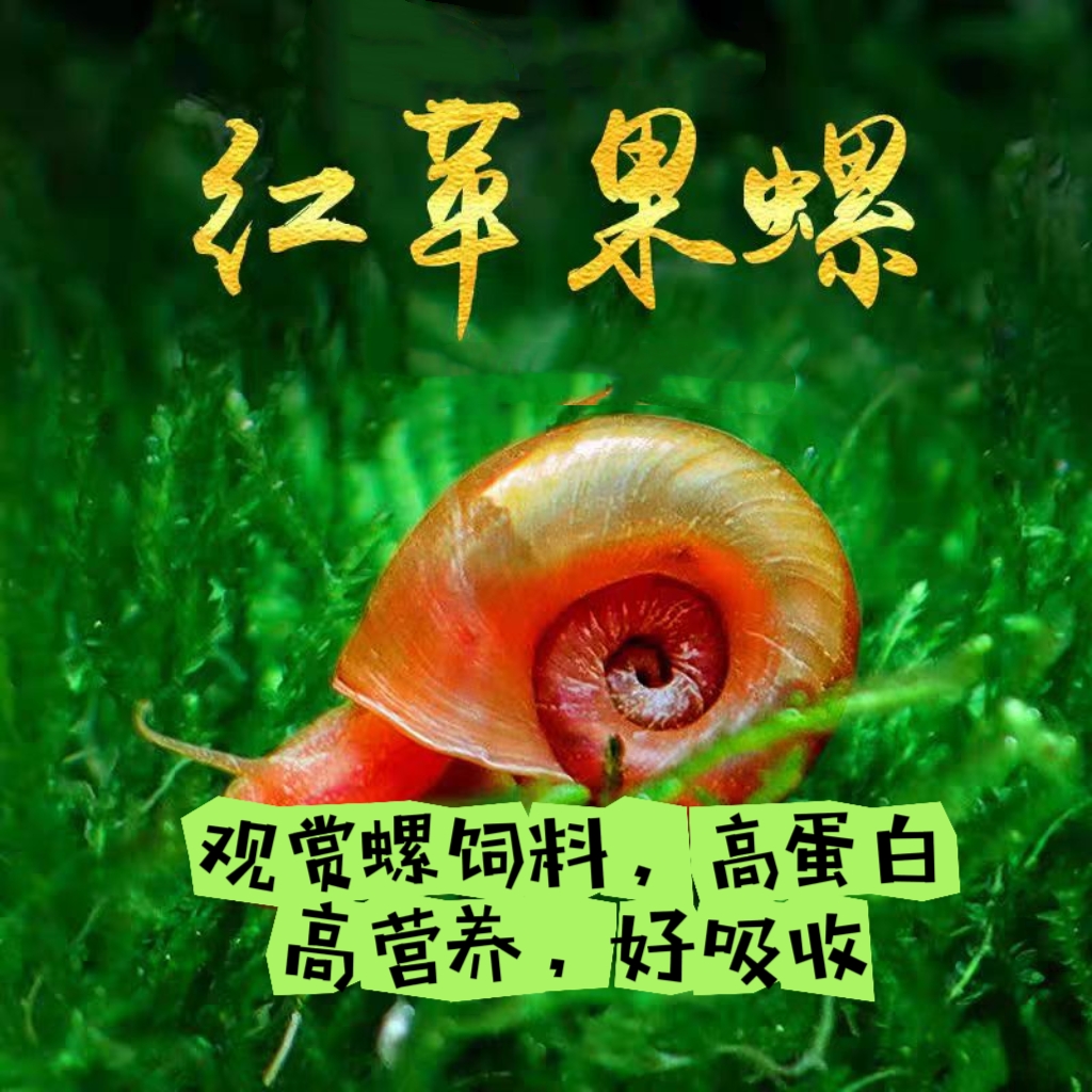 【苹果螺】观赏虾螺蟹粮虾饲料鳌虾饲料螺螃蟹饲料极火虾饲料 图片 1