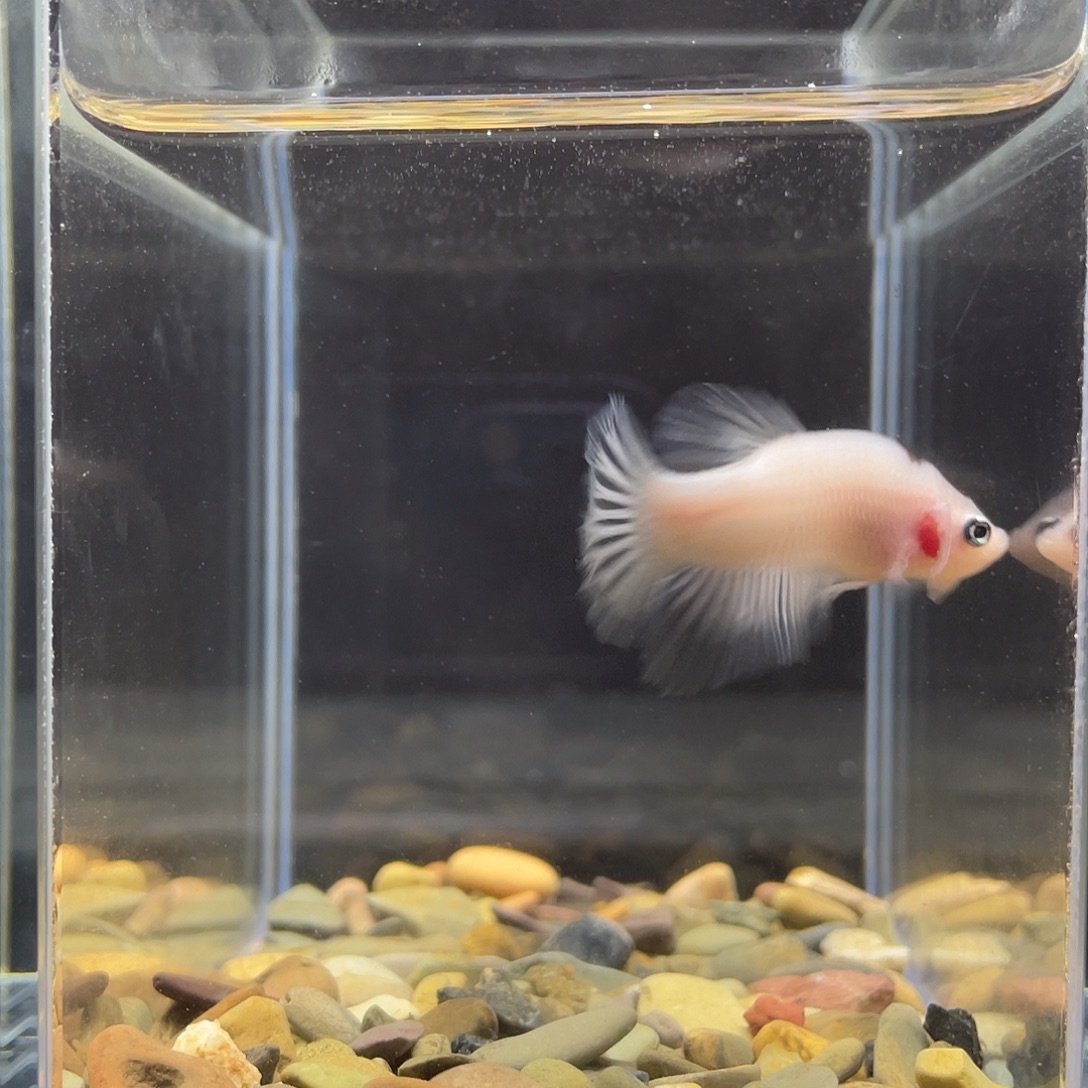 斗鱼黑领带koi将军公