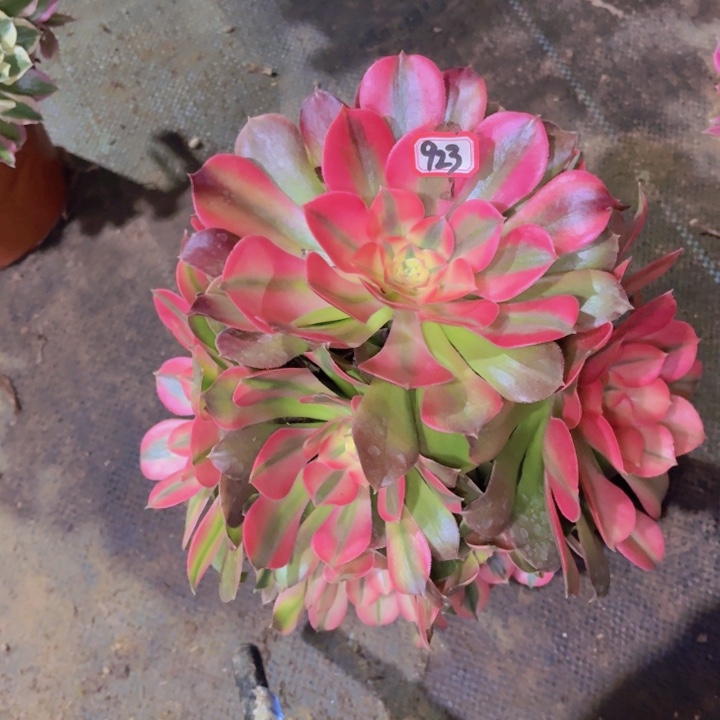 香妃法师多肉有断枝923