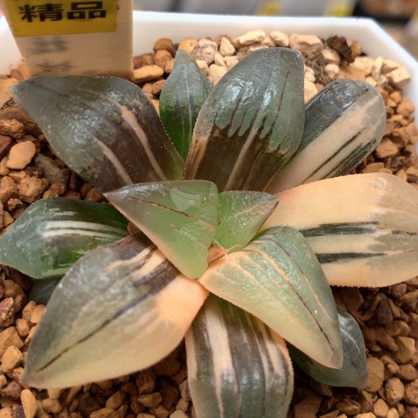 【闪购商品】217红纹