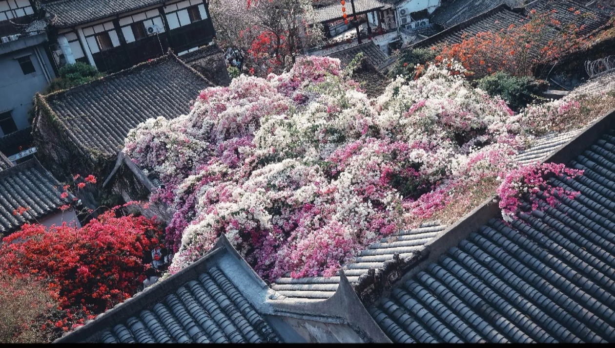 三角梅高端老庄嫁接盆景大颗链接室内造景年桩阳台带盆花通用链接