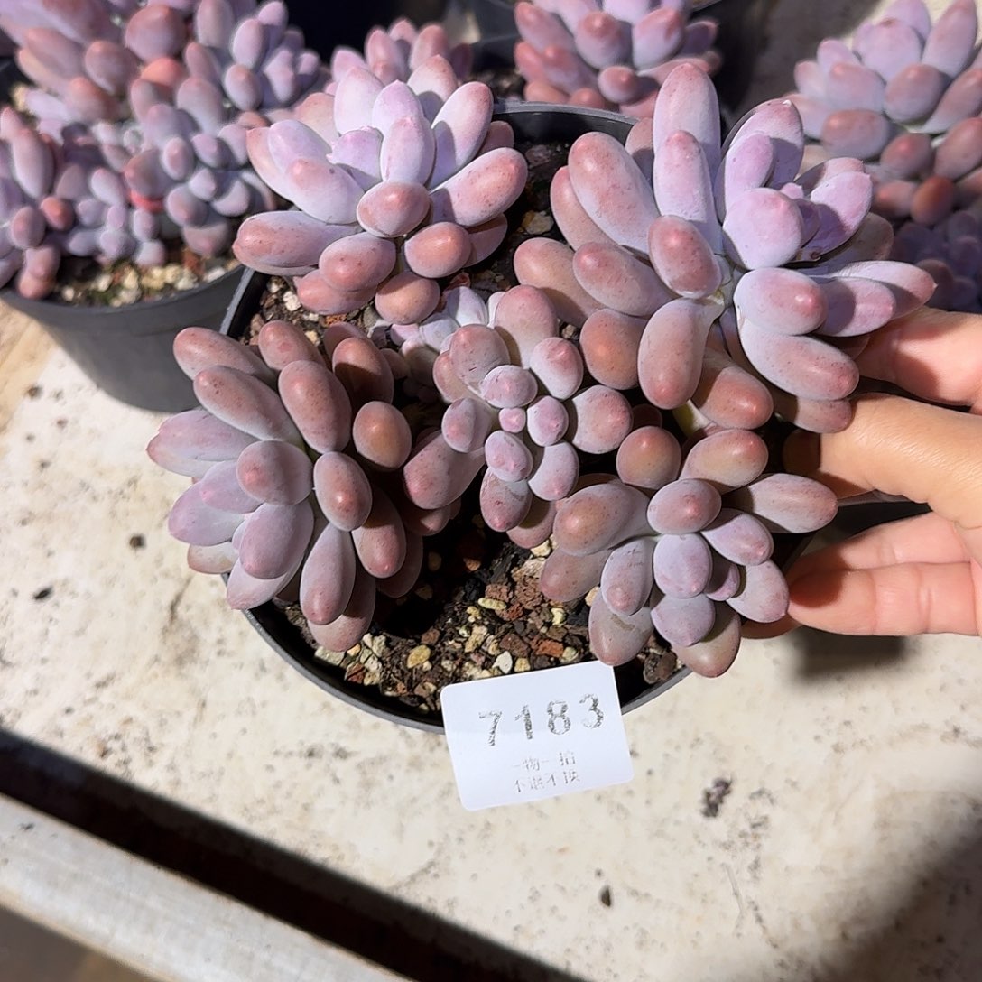 吴***7183号雪梨糍多肉