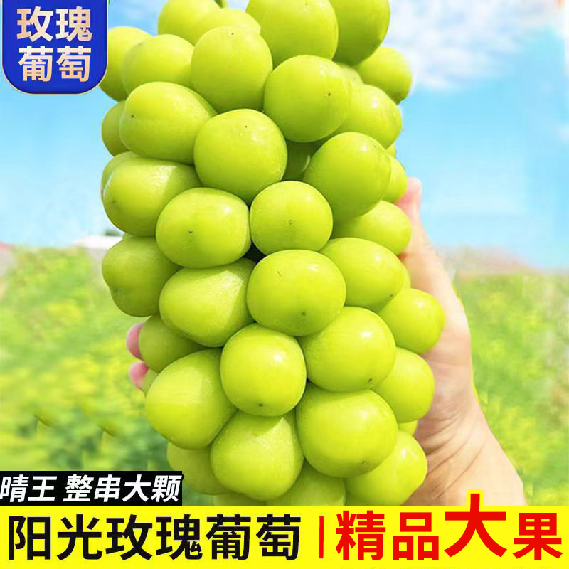 【顺丰】正宗阳光玫瑰晴王葡萄新鲜青提冷链包邮当季水果