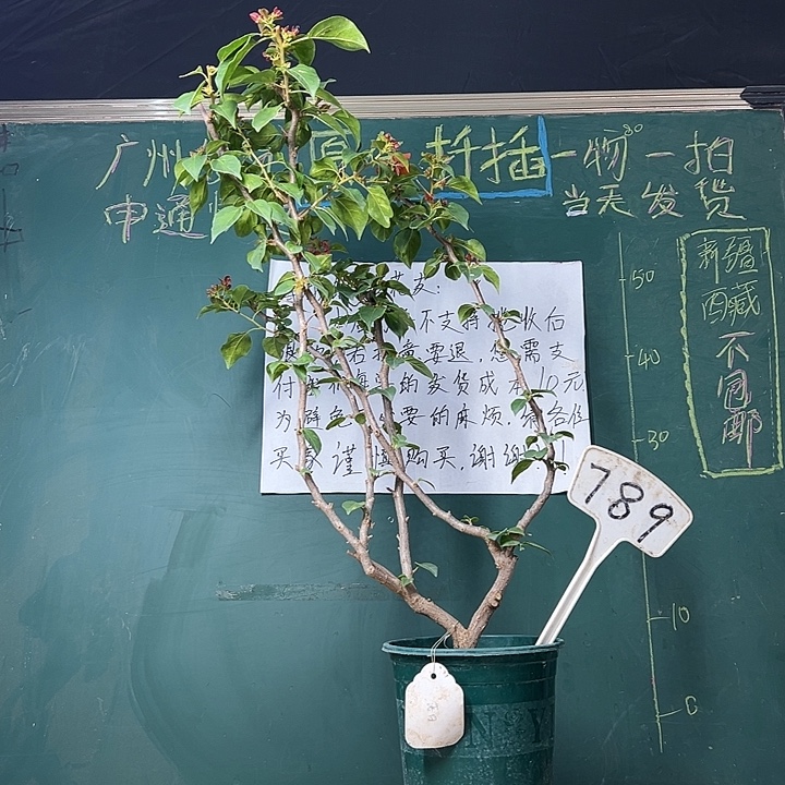 完全开放  70cm 落日 原生小树头  789