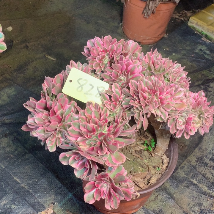 828粉女巫缀多肉一物一拍