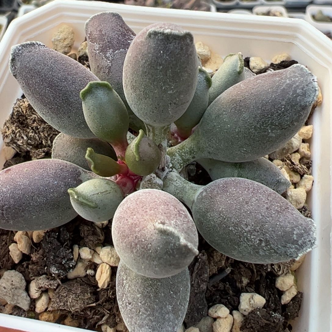 深***度艺妓海豹多肉植物