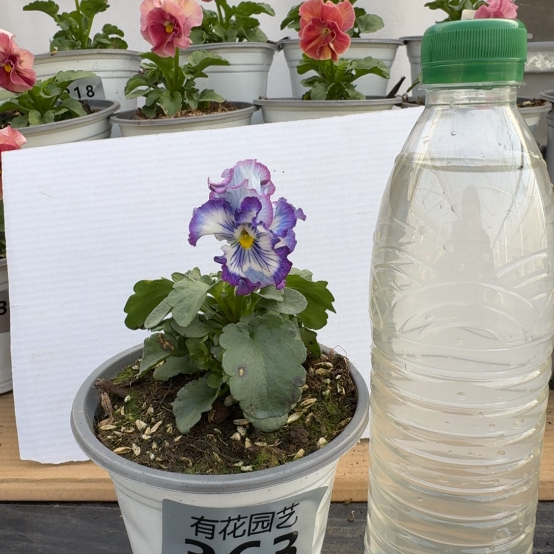 无花朵363号角堇