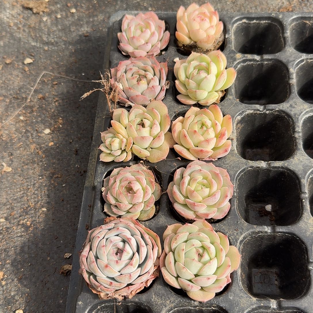 2-29月影杂交晚霞十棵量拍