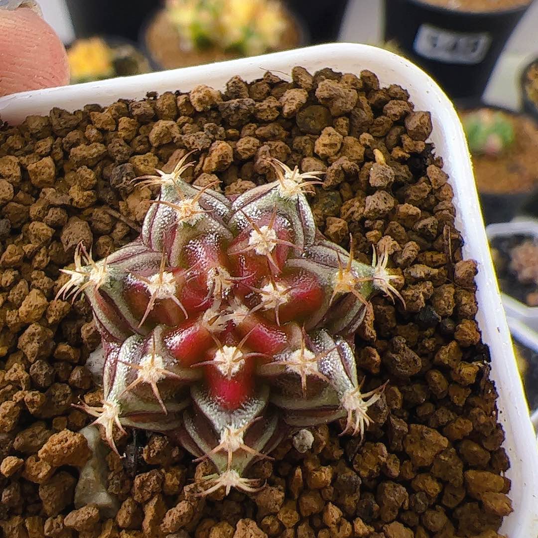 大部分开放少量花苞973