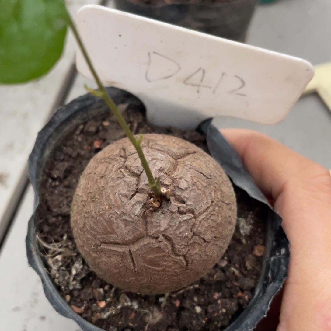 龟甲龙4.3公分，不退不换