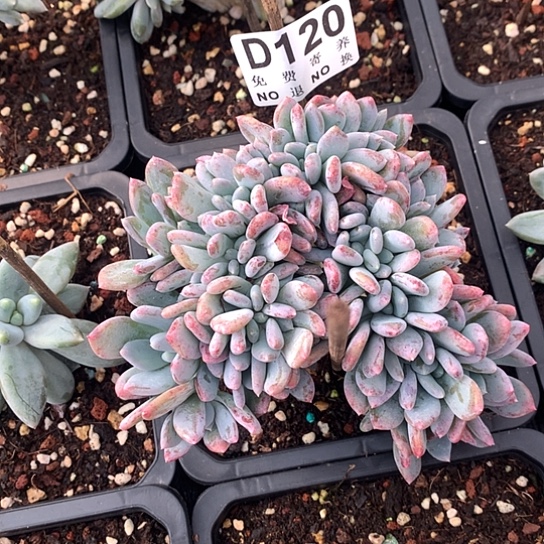 灰姑娘缀化120 刚发根 