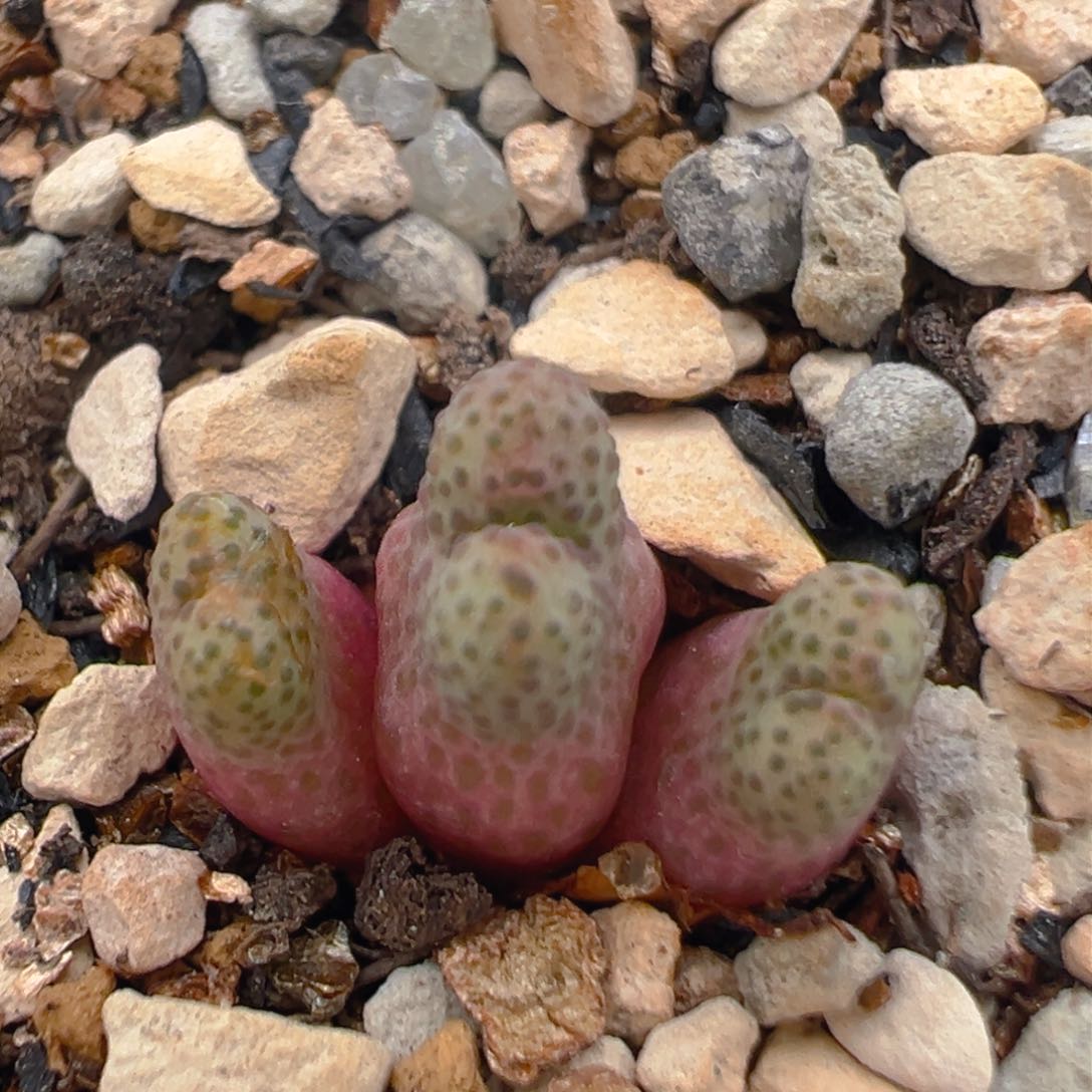 110多肉植物百科知识
