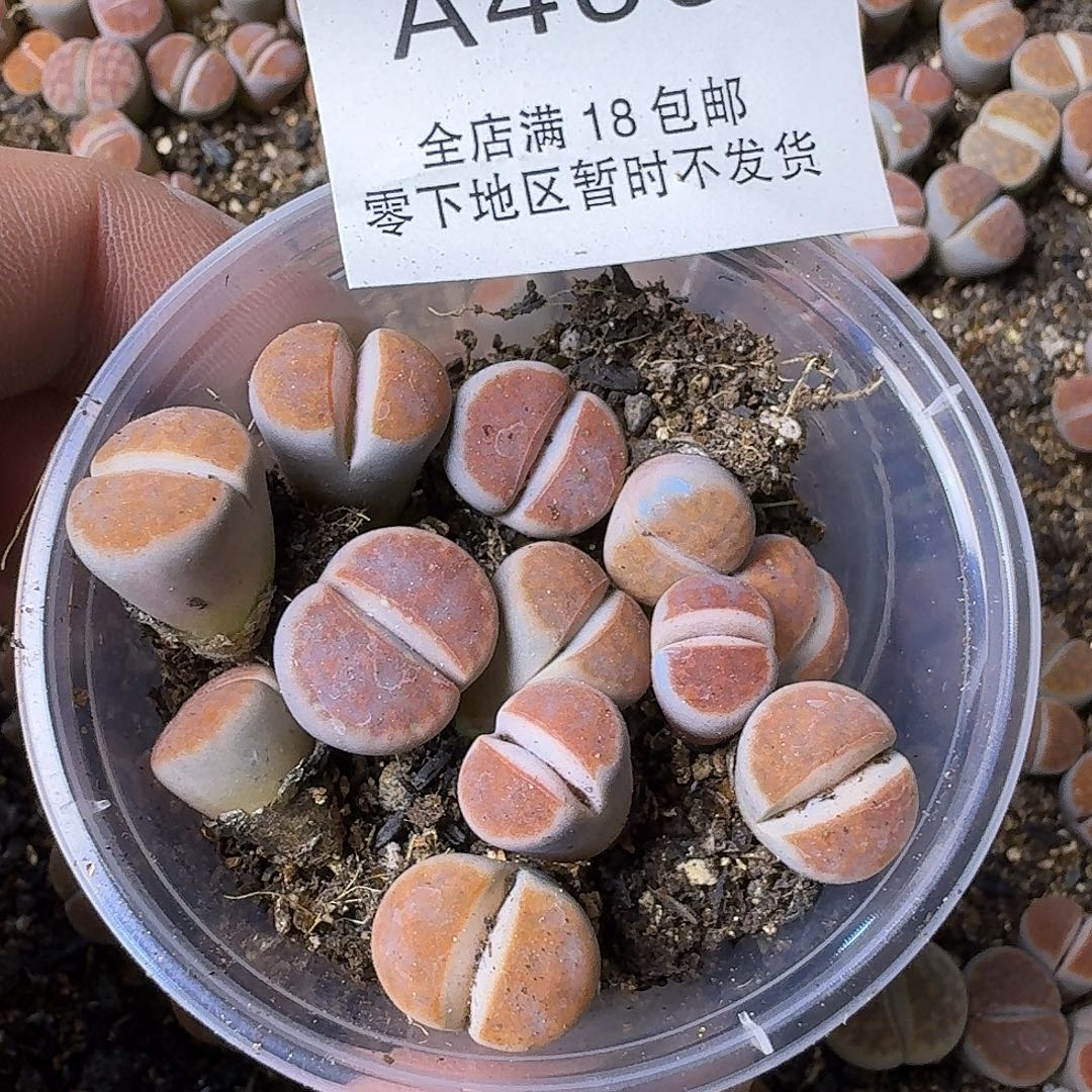 A400哈哈哈哈哈哈