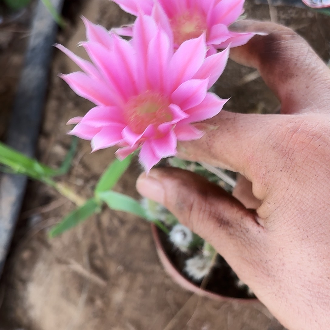 893 带根实生仙人球瑕疵